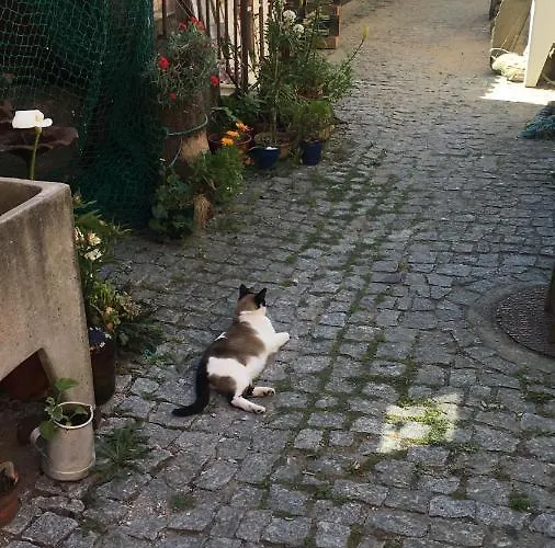 A Barraquinha 30 Steps From Sea *